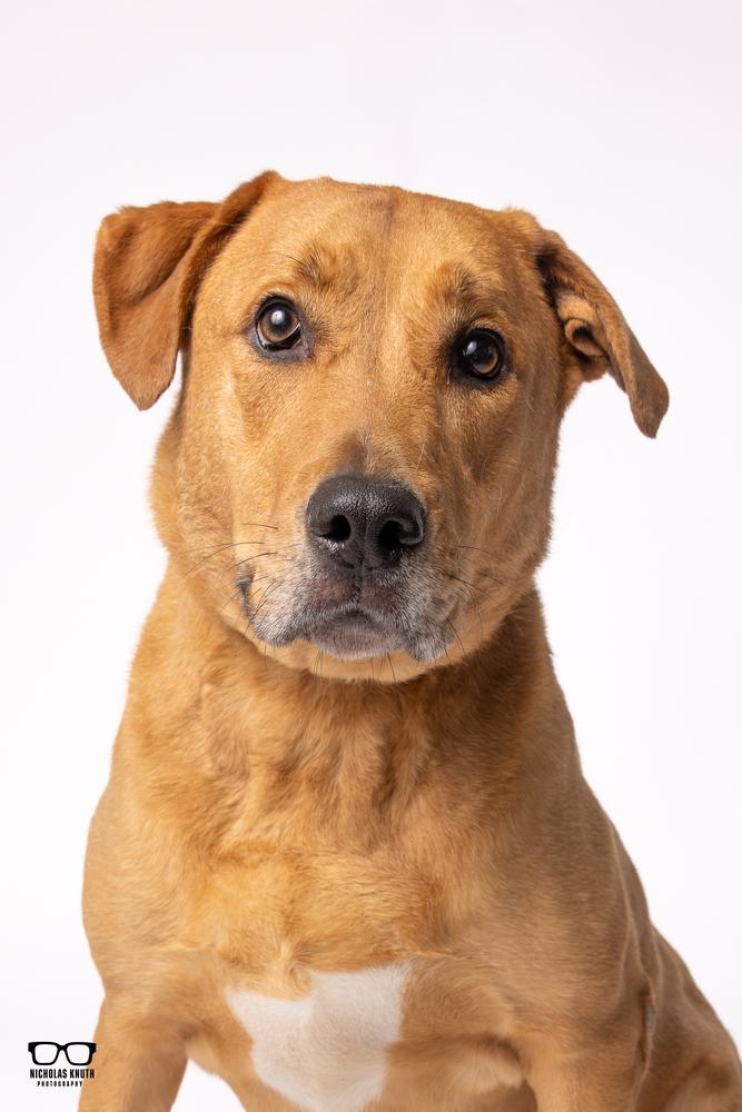 Hutch, Adoptable, Adult Male Mastiff & German Shepherd Dog.