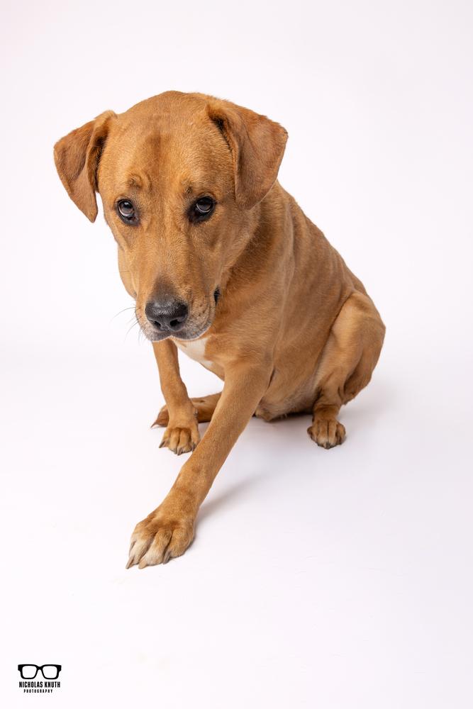 Enlarge Hutch, a Adoptable mixed breed in Palatine, IL image 4/6