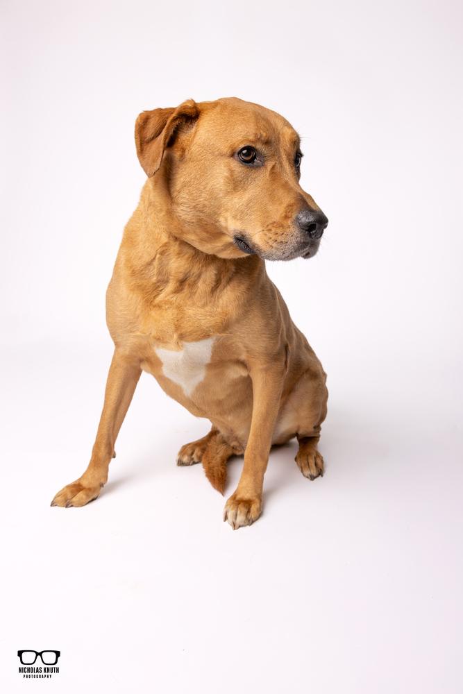 Enlarge Hutch, a Adoptable mixed breed in Palatine, IL image 5/6