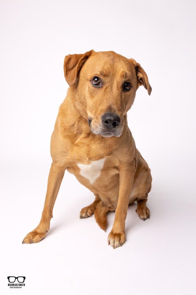 Enlarge Hutch, a Adoptable mixed breed in Palatine, IL image 6/6