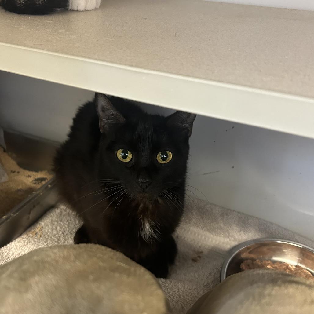 Justina, Adoptable, Young Female Domestic Short Hair.