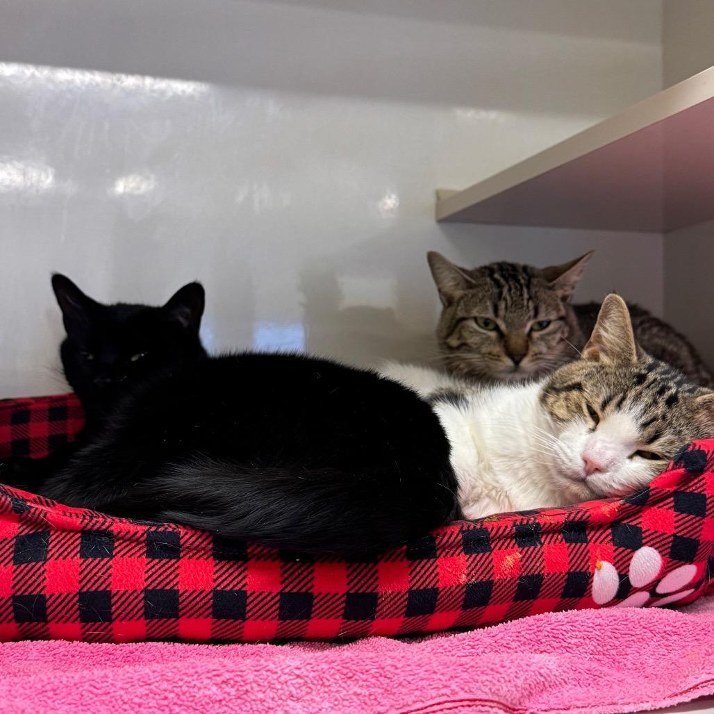 Enlarge Justina, a Adoptable Domestic Short Hair in Wheeling, IL image 3/5