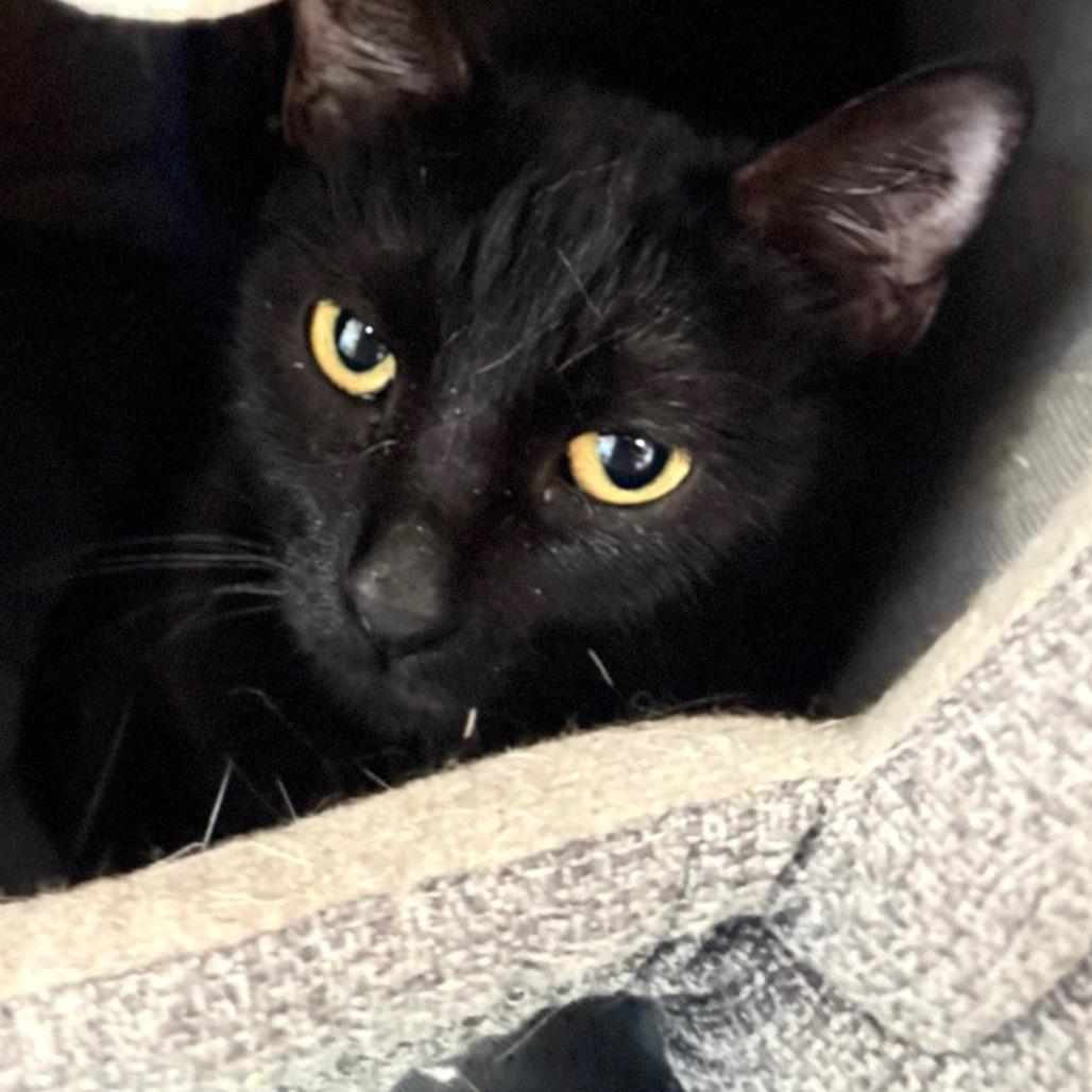 Enlarge Justina, a Adoptable Domestic Short Hair in Wheeling, IL image 5/5