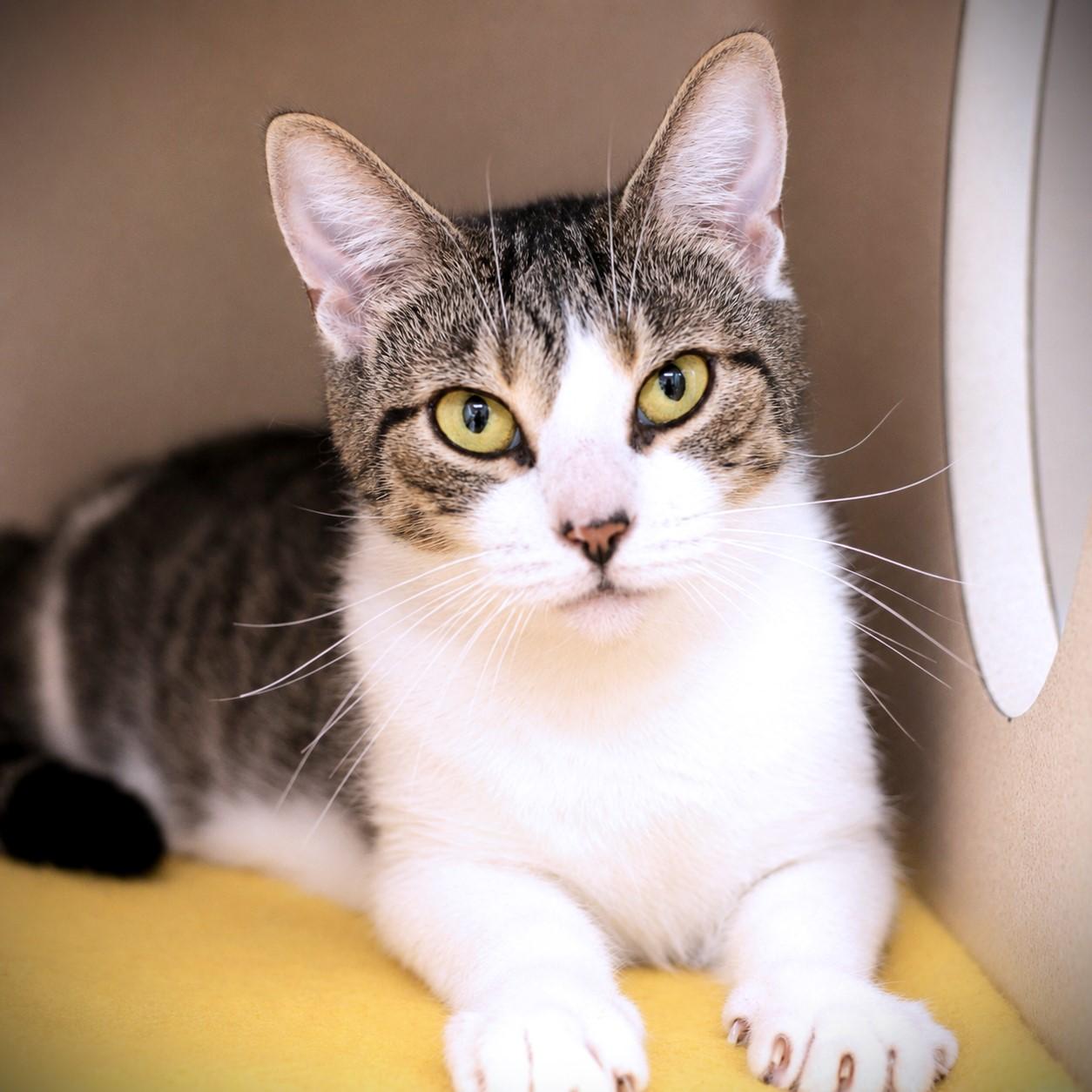 Amelia, adoptable, Adult Female Domestic Short Hair.
