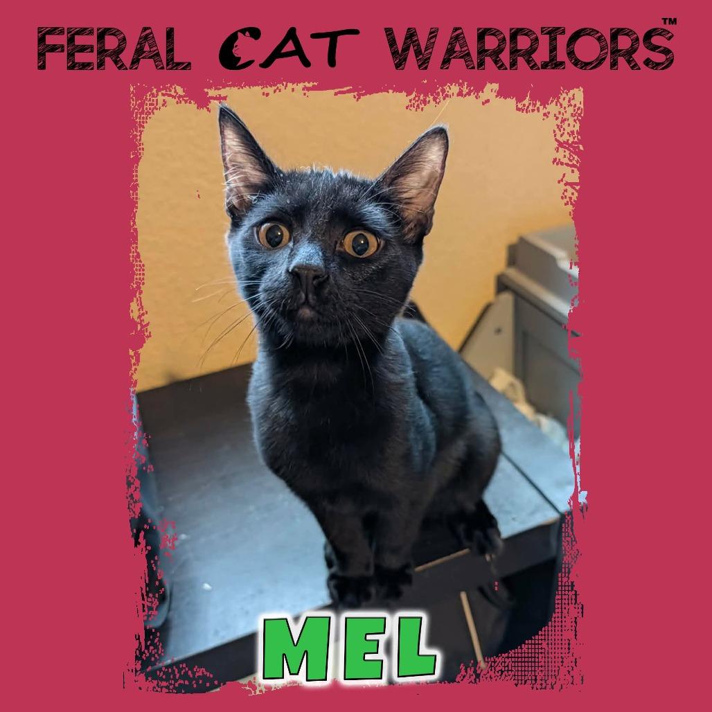 Mel, Adoptable, Kitten Male Domestic Short Hair.
