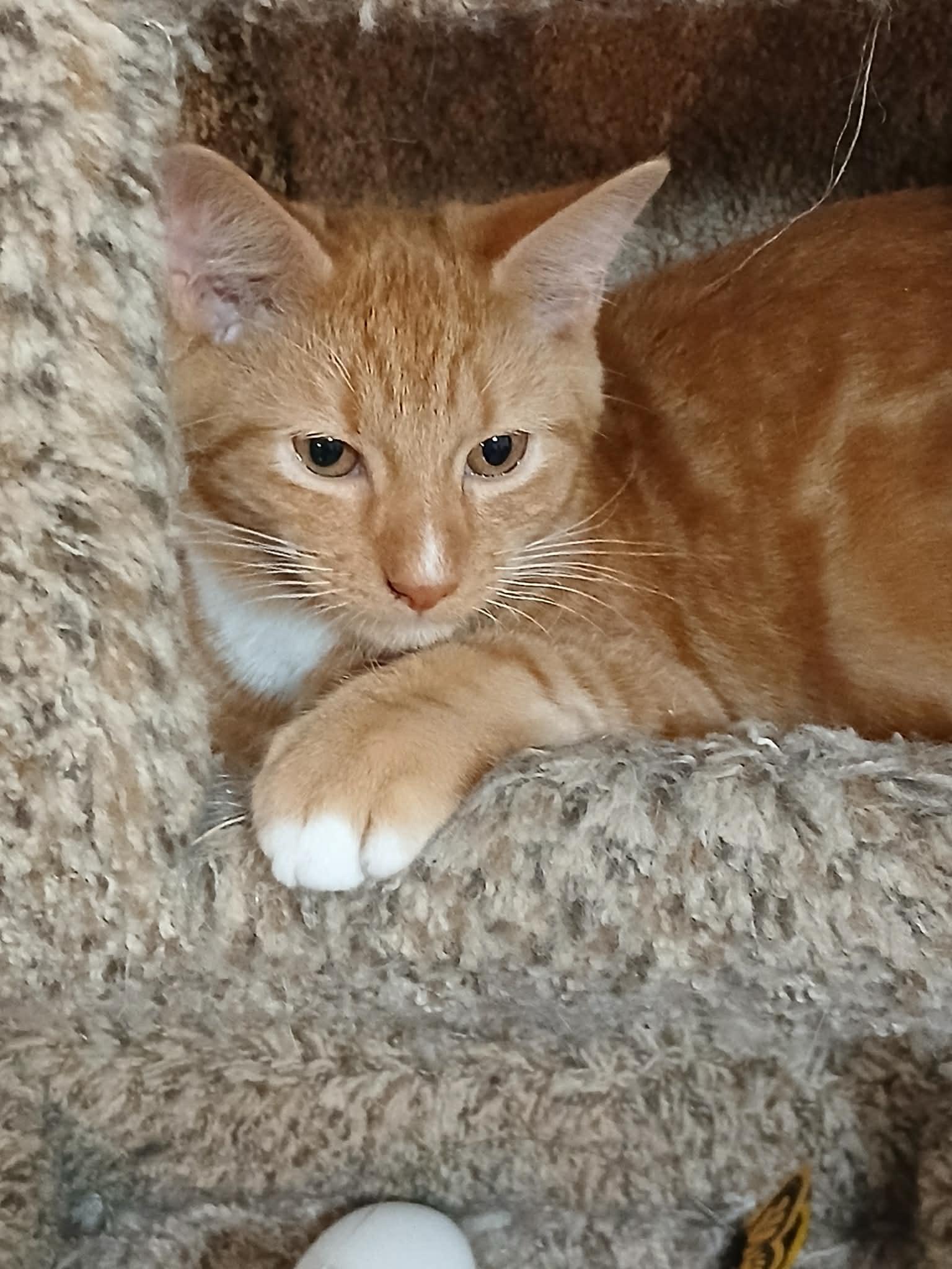 Zen, ADOPTABLE, Young Male Domestic Short Hair.