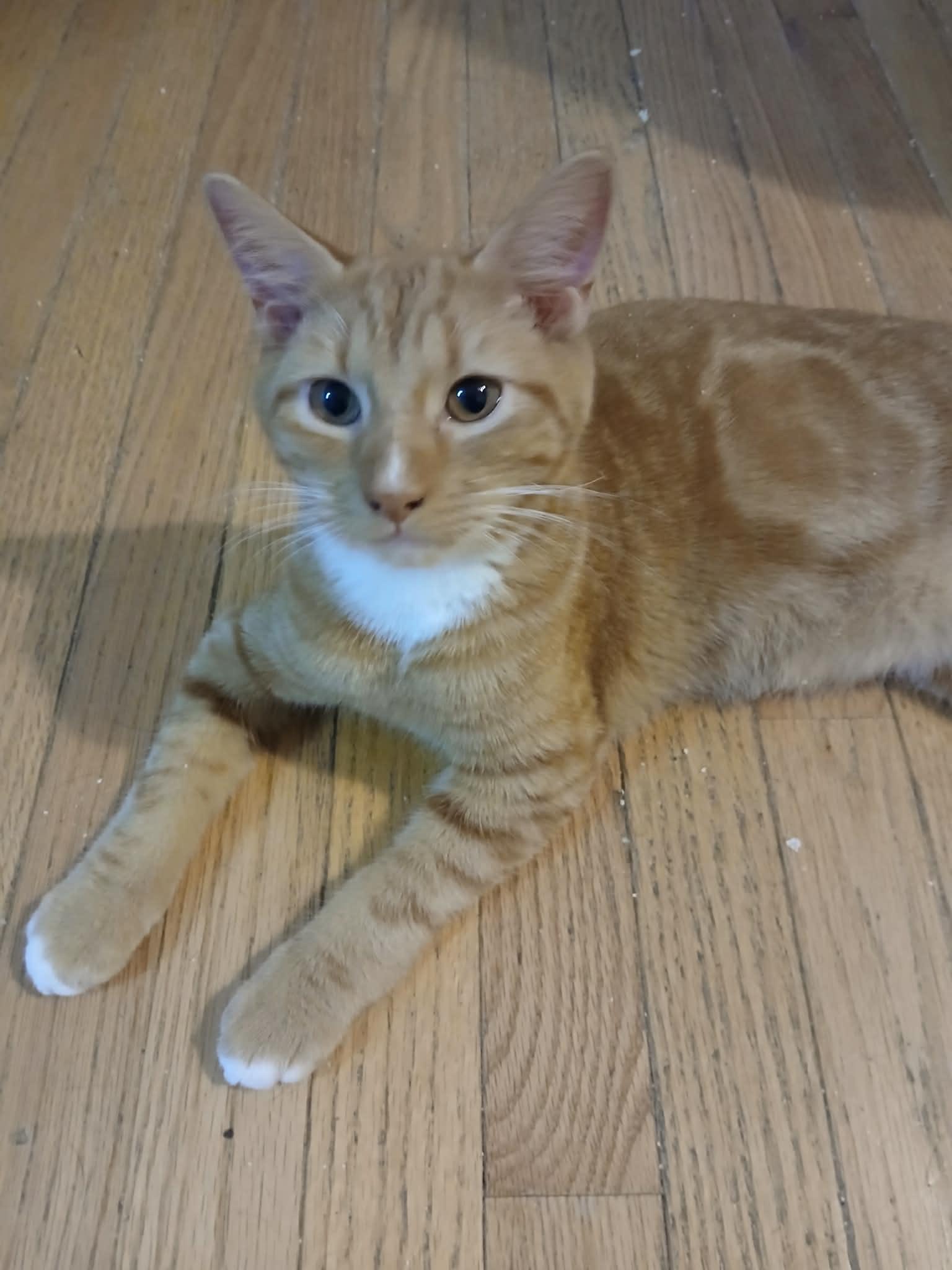 Enlarge Zen, a ADOPTABLE Domestic Short Hair in Lawrenceville, GA image 2/2