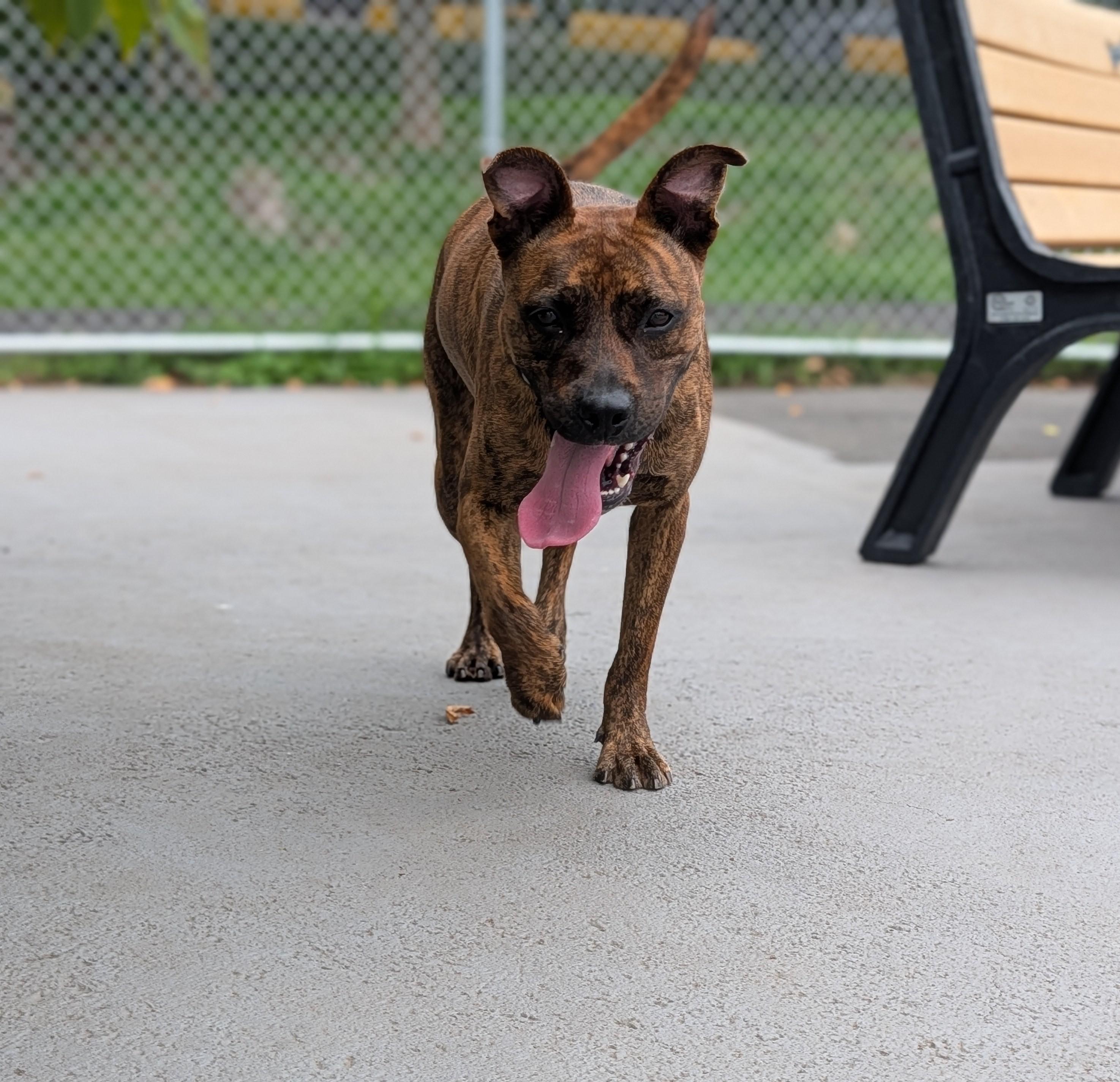 Squirt, Adoptable, Adult Female Mixed Breed.