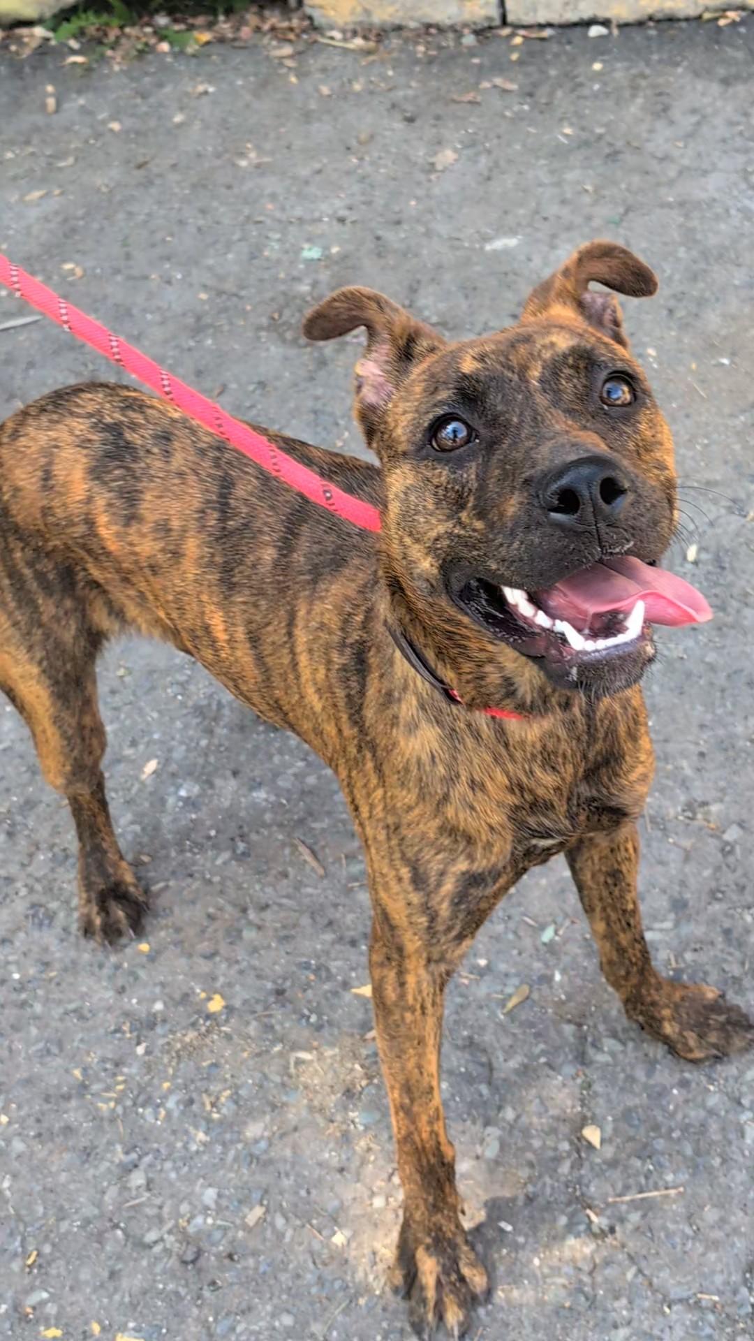 Squirt, a Adoptable mixed breed in Plainfield, NJ image 2/2