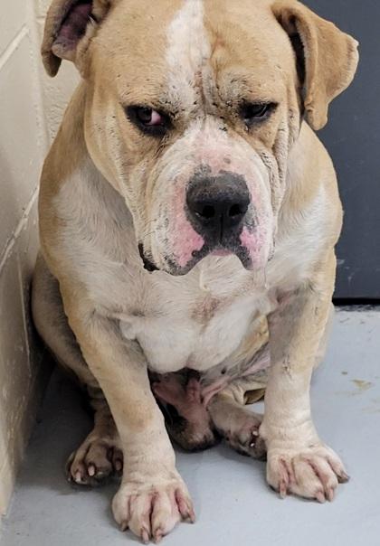 King Shady Aka Cuto thumbnail 3