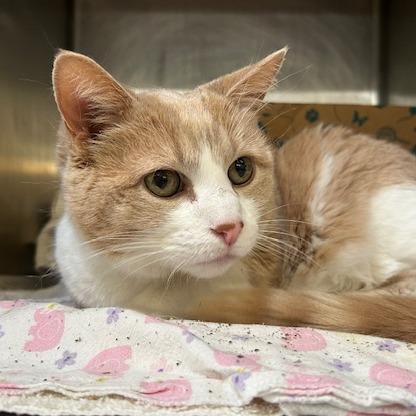 Enlarge Leo, a Adoptable Domestic Short Hair in Santa Barbara, CA image 1/1