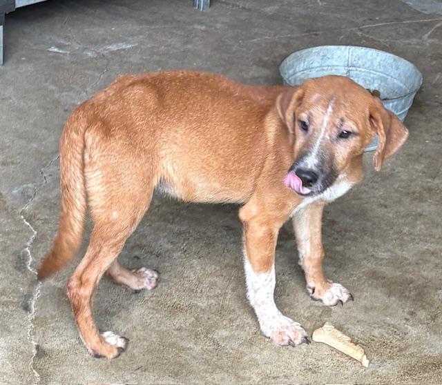 Simba & Nala, a ADOPTABLE mixed breed in Cairo, GA image 4/4