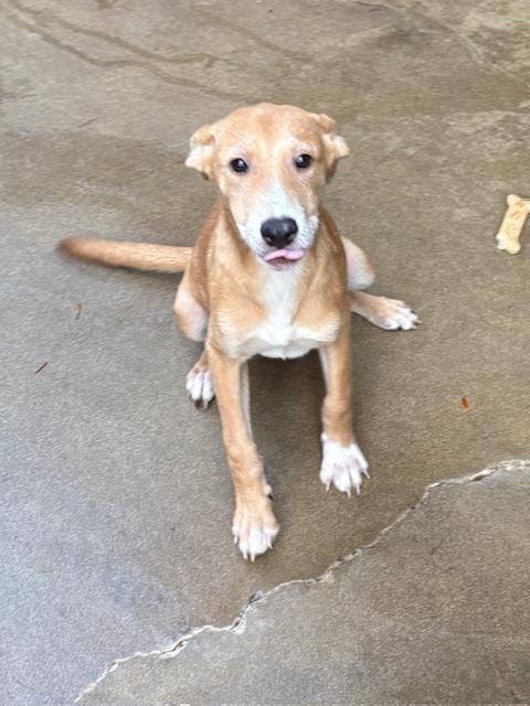 Simba & Nala, a ADOPTABLE mixed breed in Cairo, GA image 3/4
