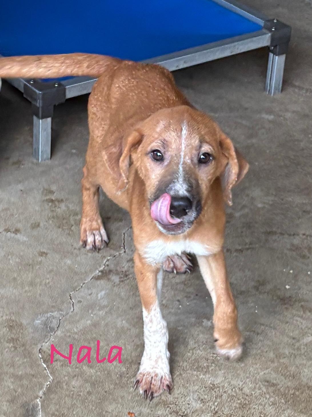 Simba & Nala, a ADOPTABLE mixed breed in Cairo, GA image 2/4
