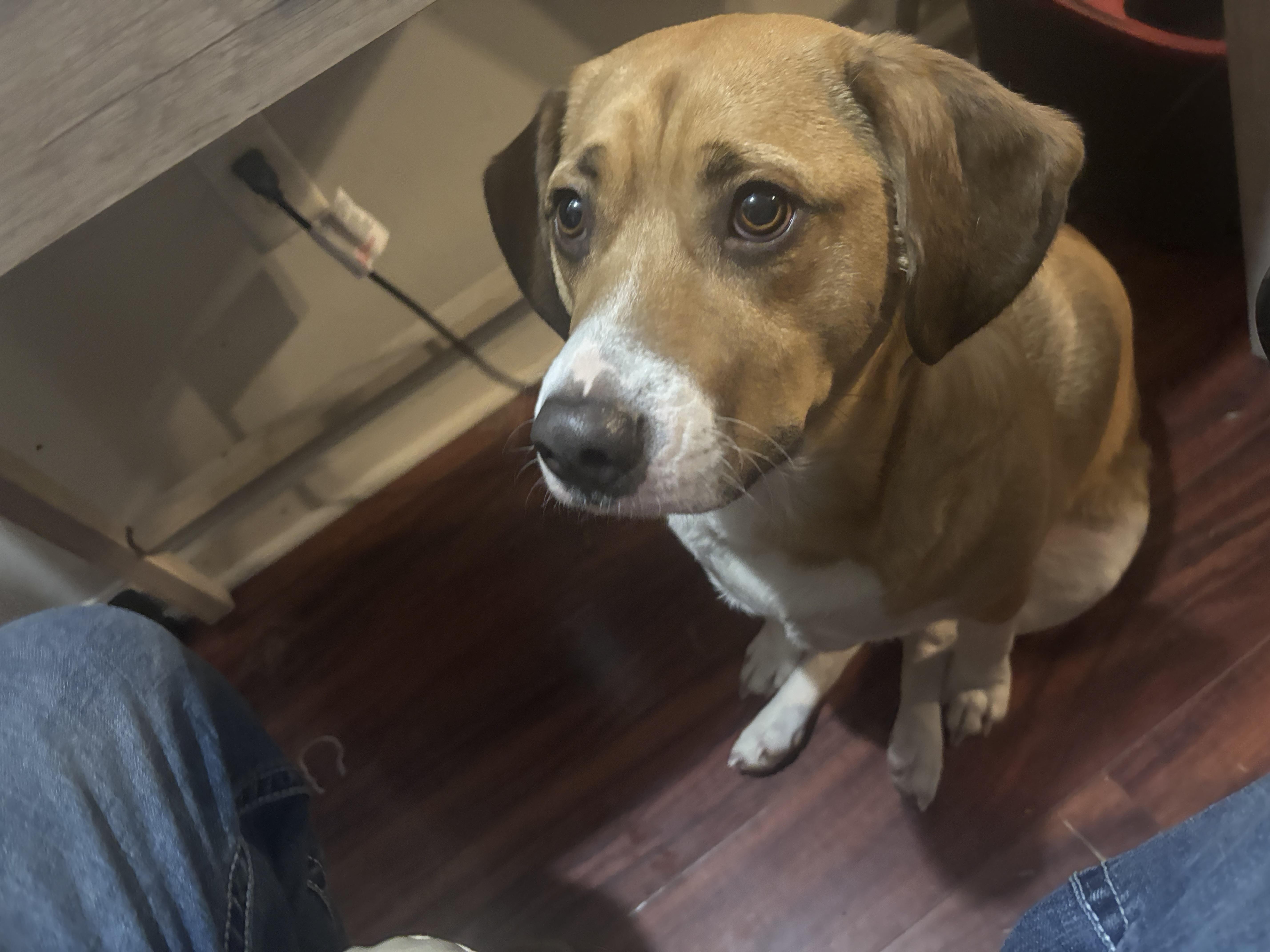 Enlarge Hennessey, a Adoptable Mixed Breed in Columbus, OH image 1/2
