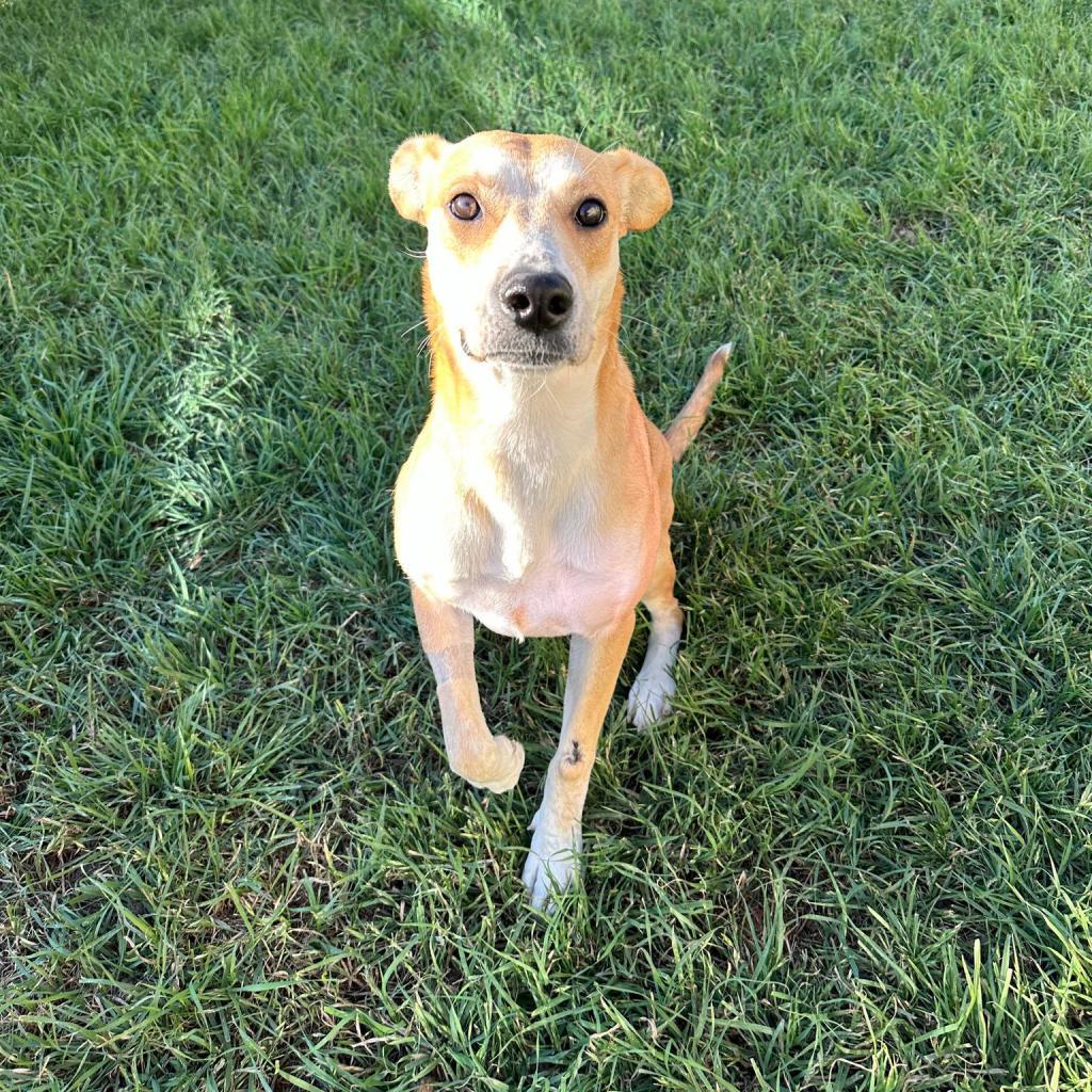 Dog for adoption Peanut, a Retriever in Seguin, TX Petfinder