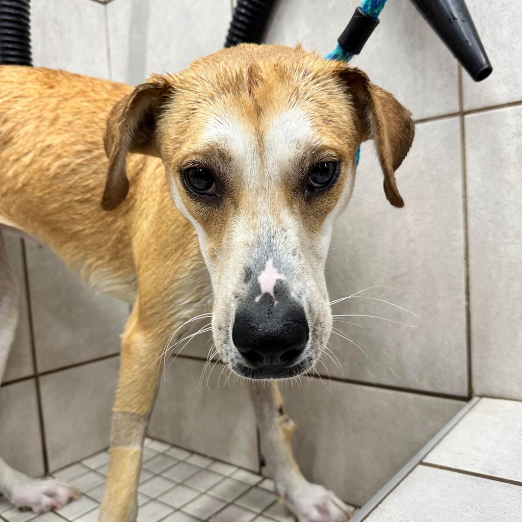 Dog for adoption Peanut, a Retriever in Seguin, TX Petfinder