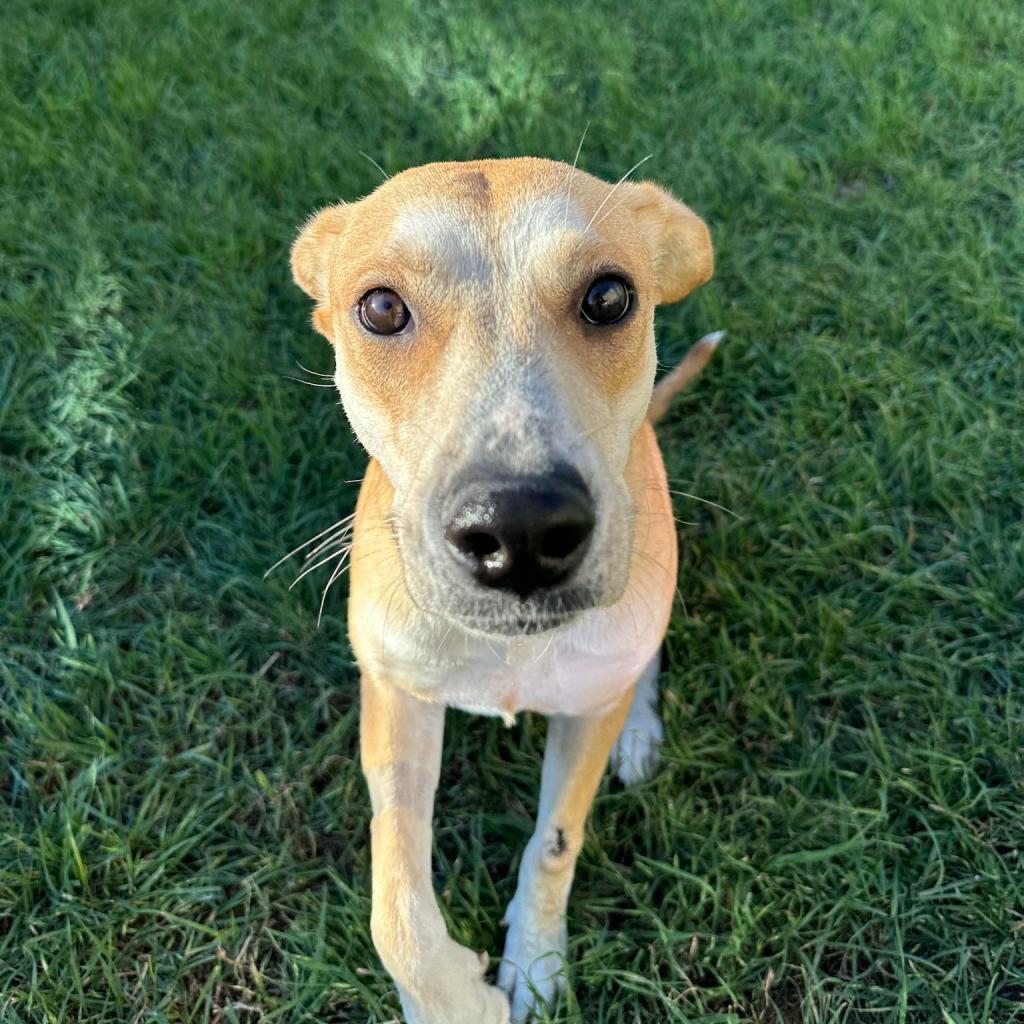 Dog for adoption Peanut, a Retriever in Seguin, TX Petfinder