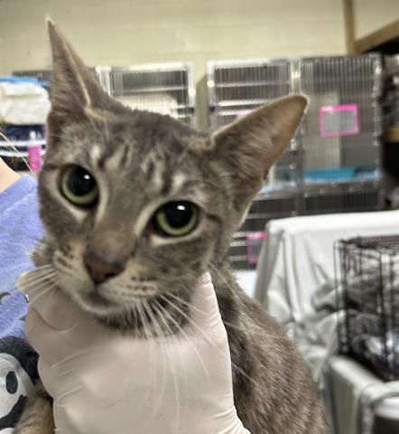 VESTA, Adoptable, Young Female Domestic Short Hair.