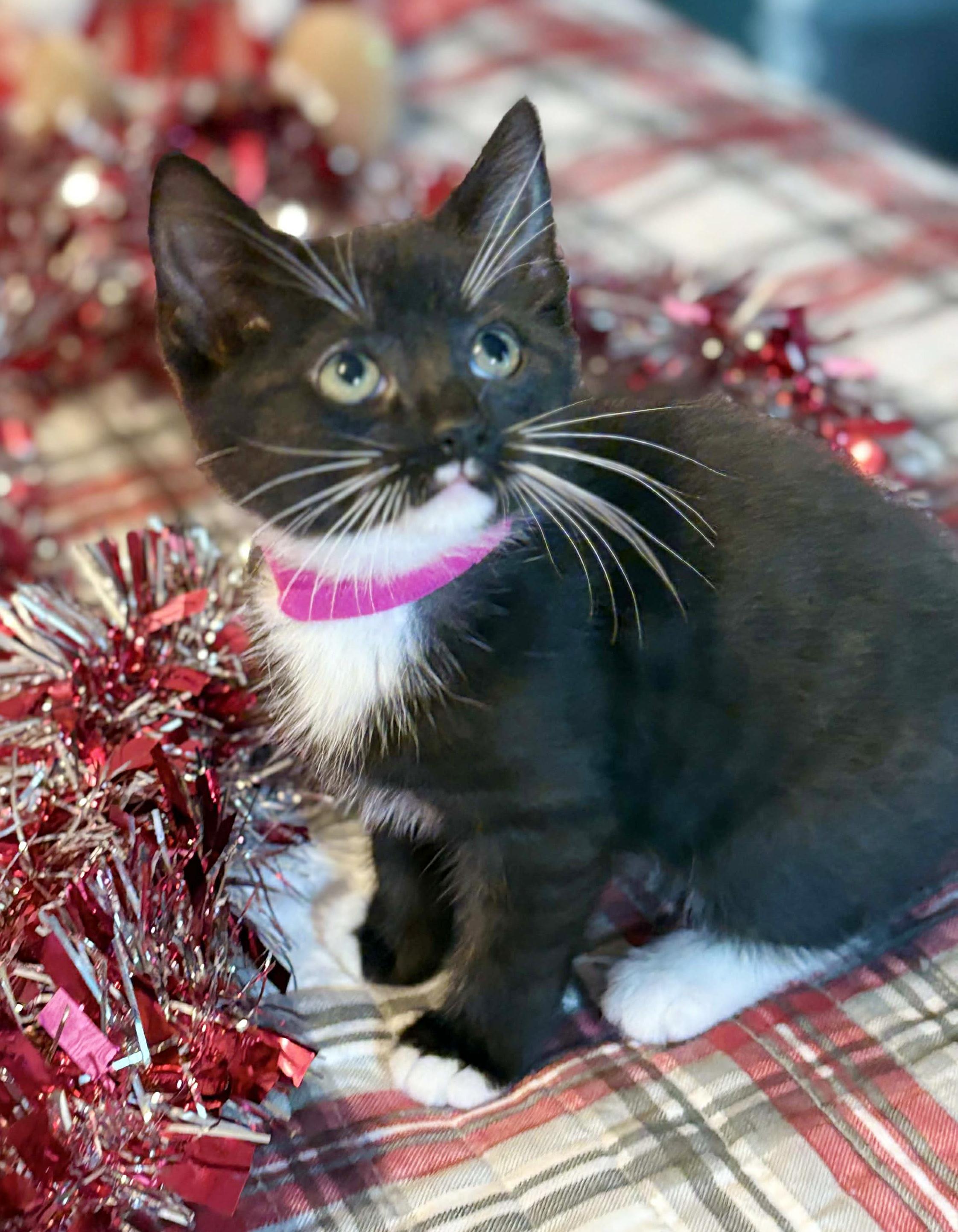 Enlarge Kamila can't be any kuter!  Kween of kisses!  UP FOR PRE ADOPTION, a Adoptable Tuxedo in Bedford Hills, NY image 1/5