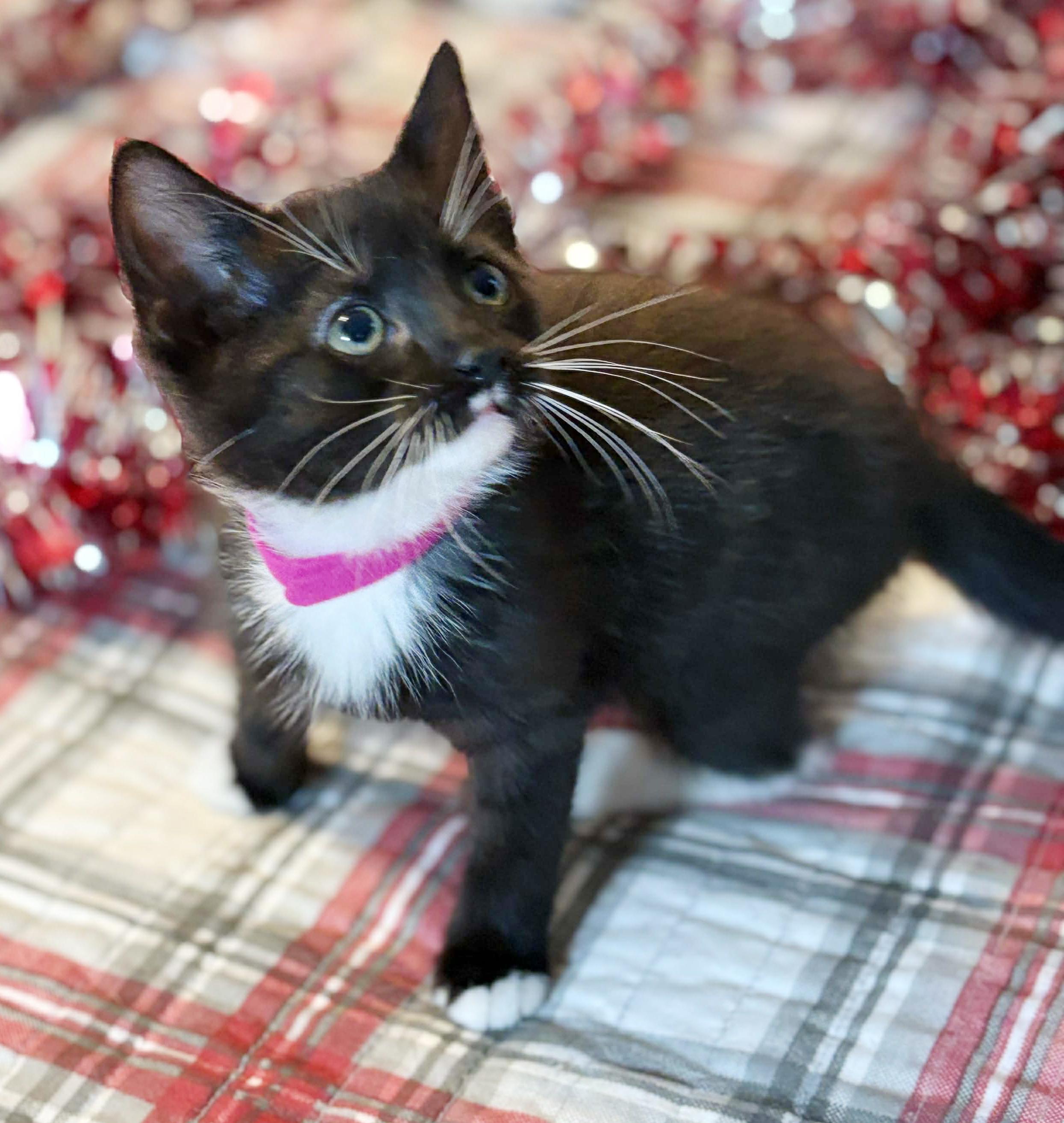 Enlarge Kamila can't be any kuter!  Kween of kisses!  UP FOR PRE ADOPTION, a Adoptable Tuxedo in Bedford Hills, NY image 2/5