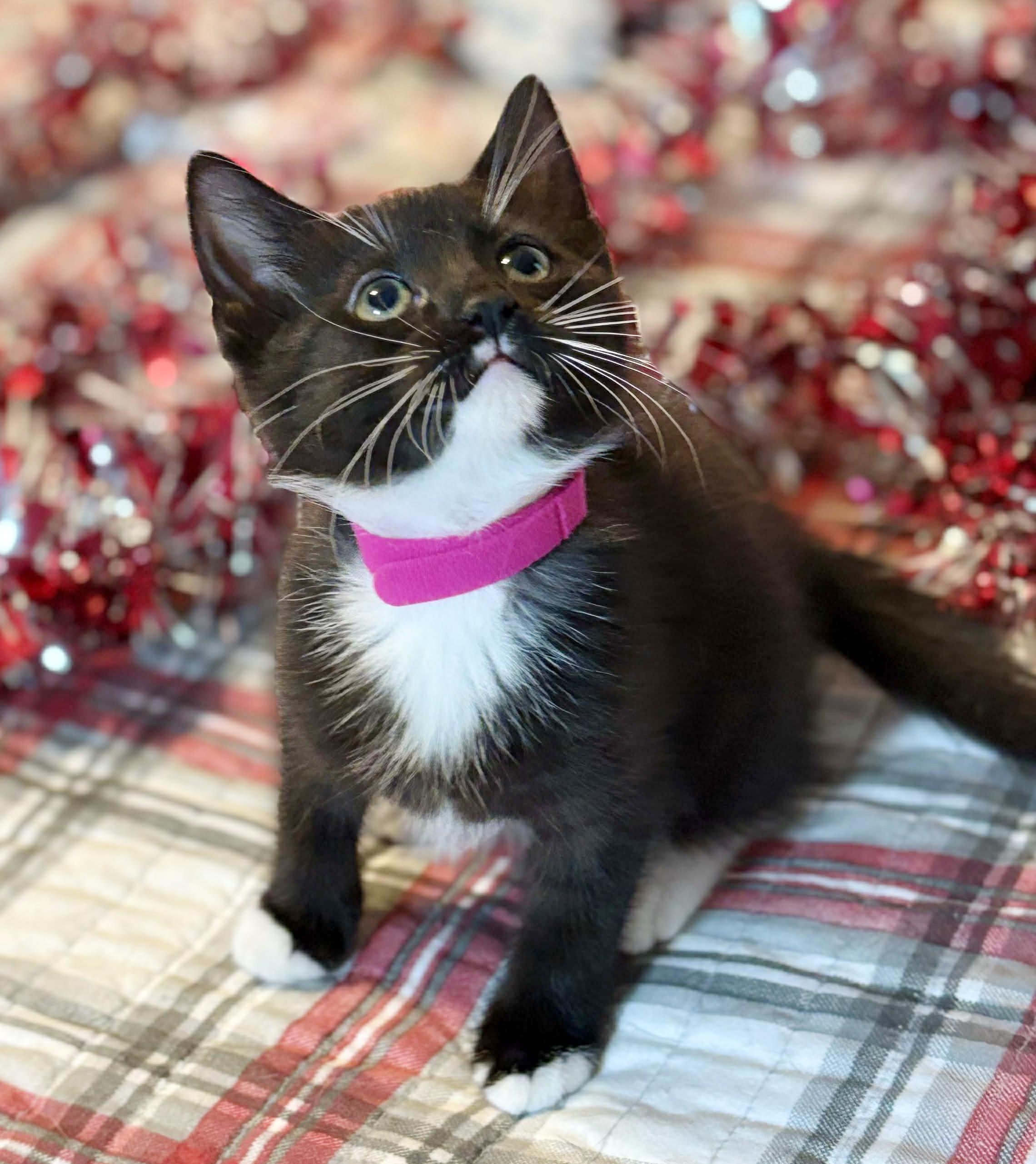 Enlarge Kamila can't be any kuter!  Kween of kisses!  UP FOR PRE ADOPTION, a Adoptable Tuxedo in Bedford Hills, NY image 3/5