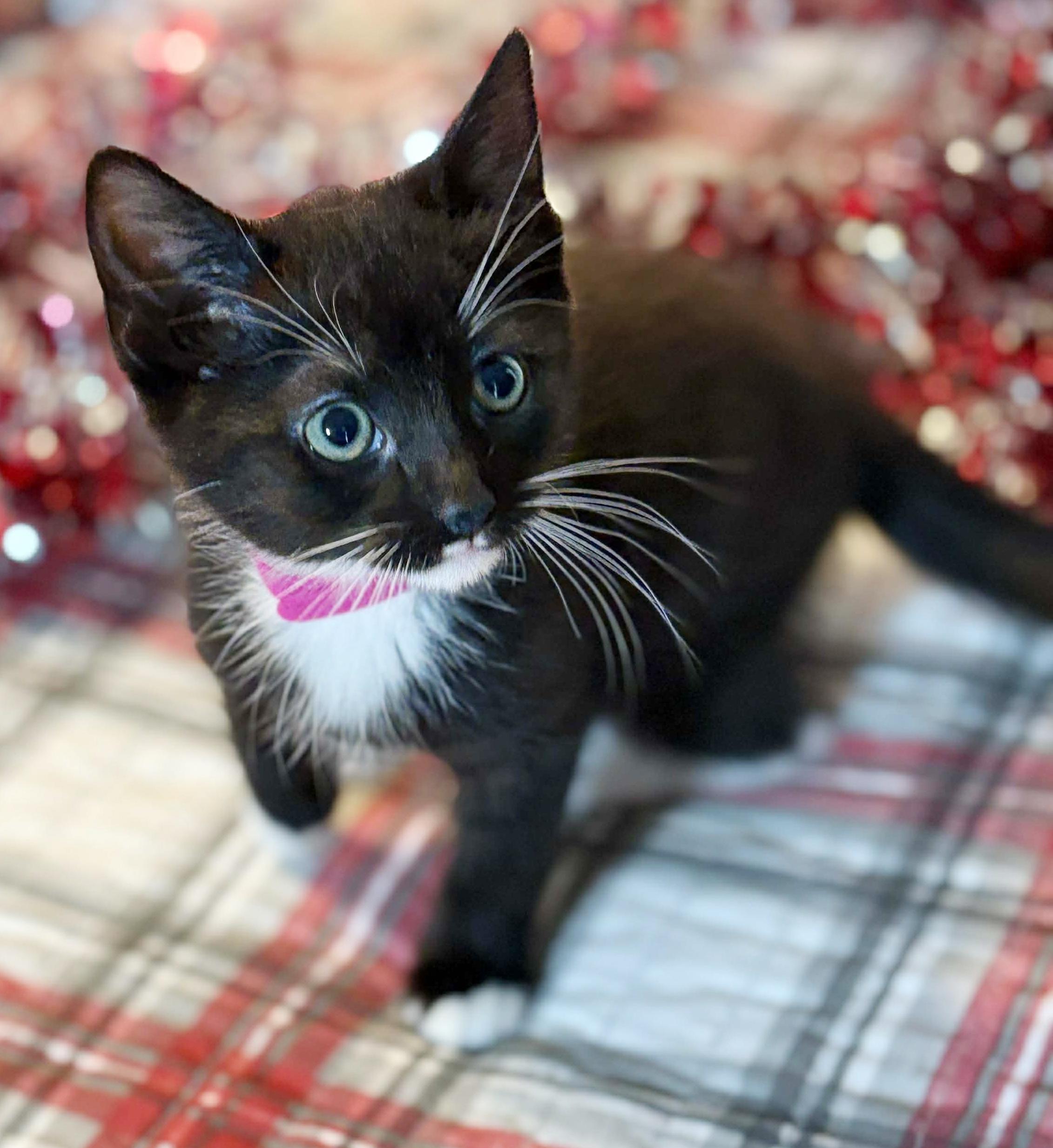 Enlarge Kamila can't be any kuter!  Kween of kisses!  UP FOR PRE ADOPTION, a Adoptable Tuxedo in Bedford Hills, NY image 4/5