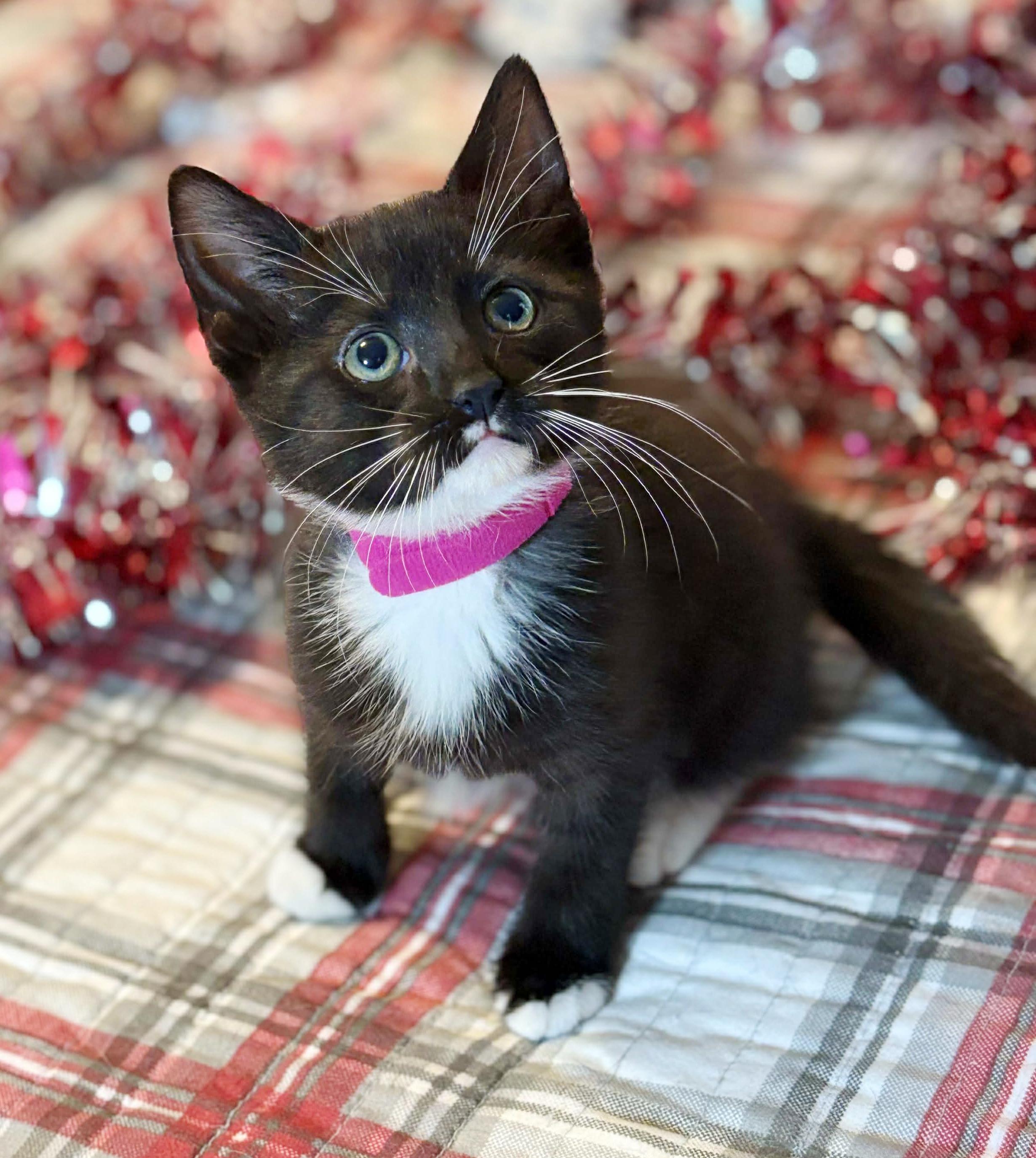 Enlarge Kamila can't be any kuter!  Kween of kisses!  UP FOR PRE ADOPTION, a Adoptable Tuxedo in Bedford Hills, NY image 5/5