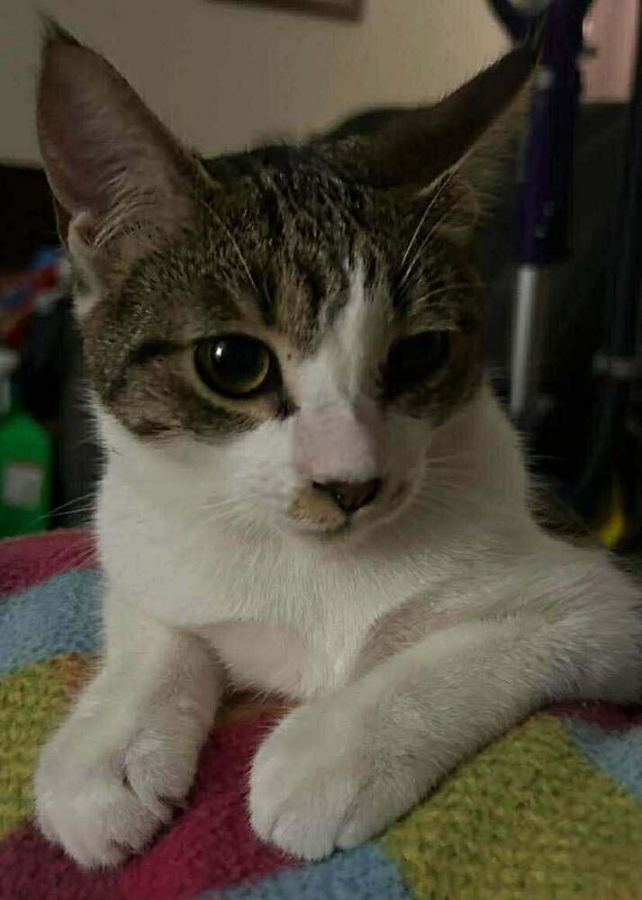 Whisk, Adoptable, Young Female Domestic Short Hair.