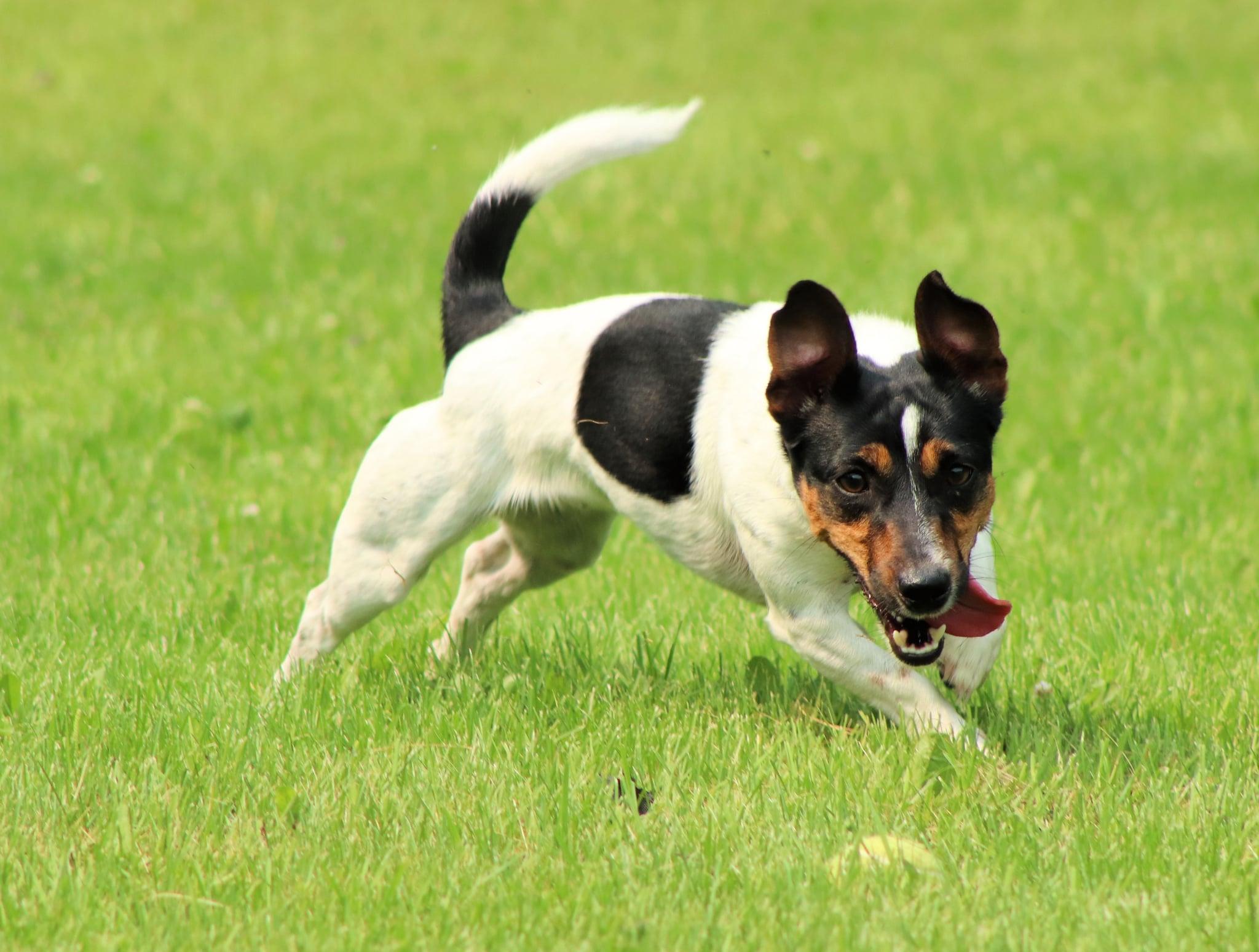 Enlarge Pebbles, a Adopted mixed breed in Winnipeg, MB image 3/4