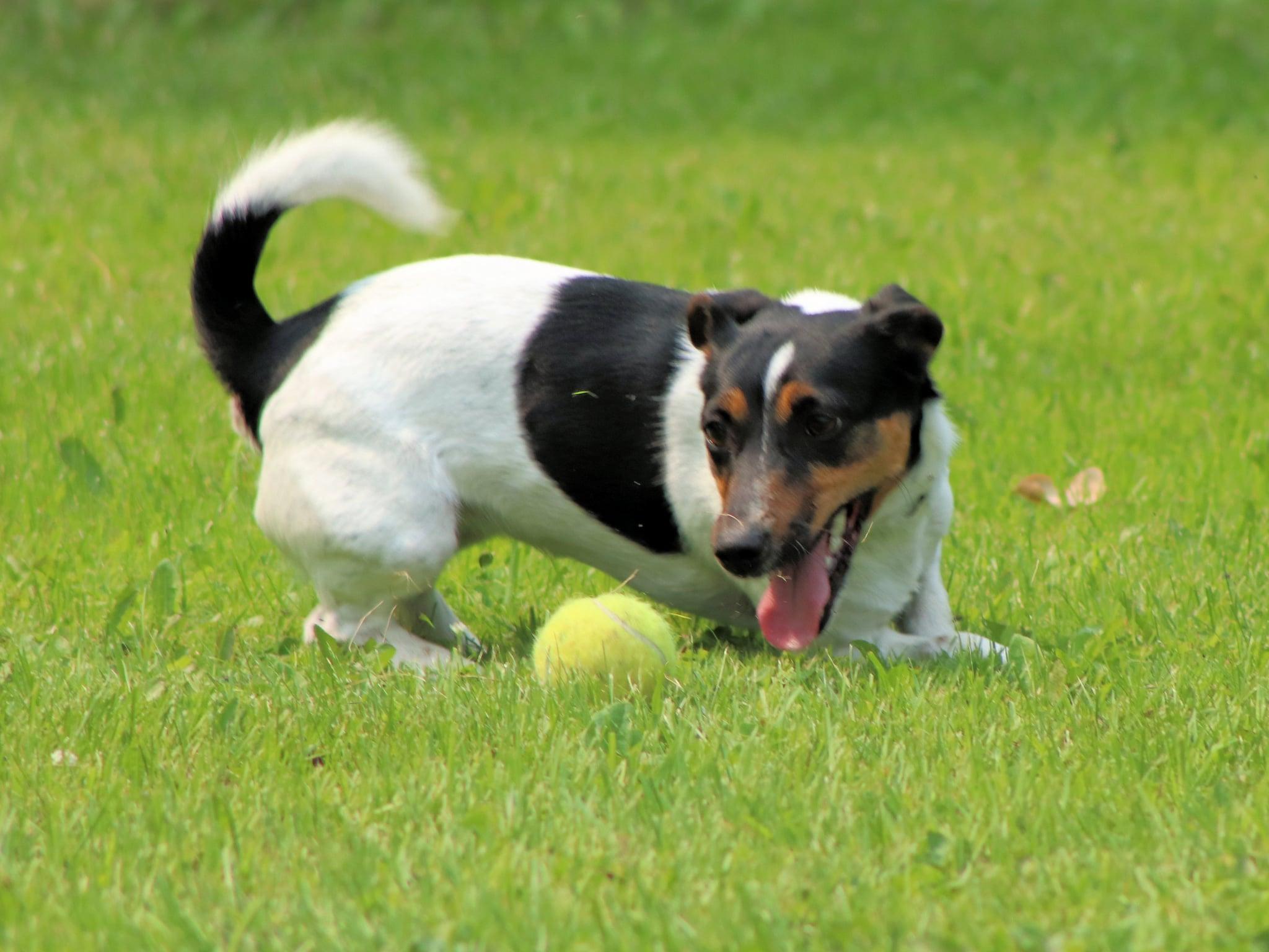Enlarge Pebbles, a Adopted mixed breed in Winnipeg, MB image 4/4