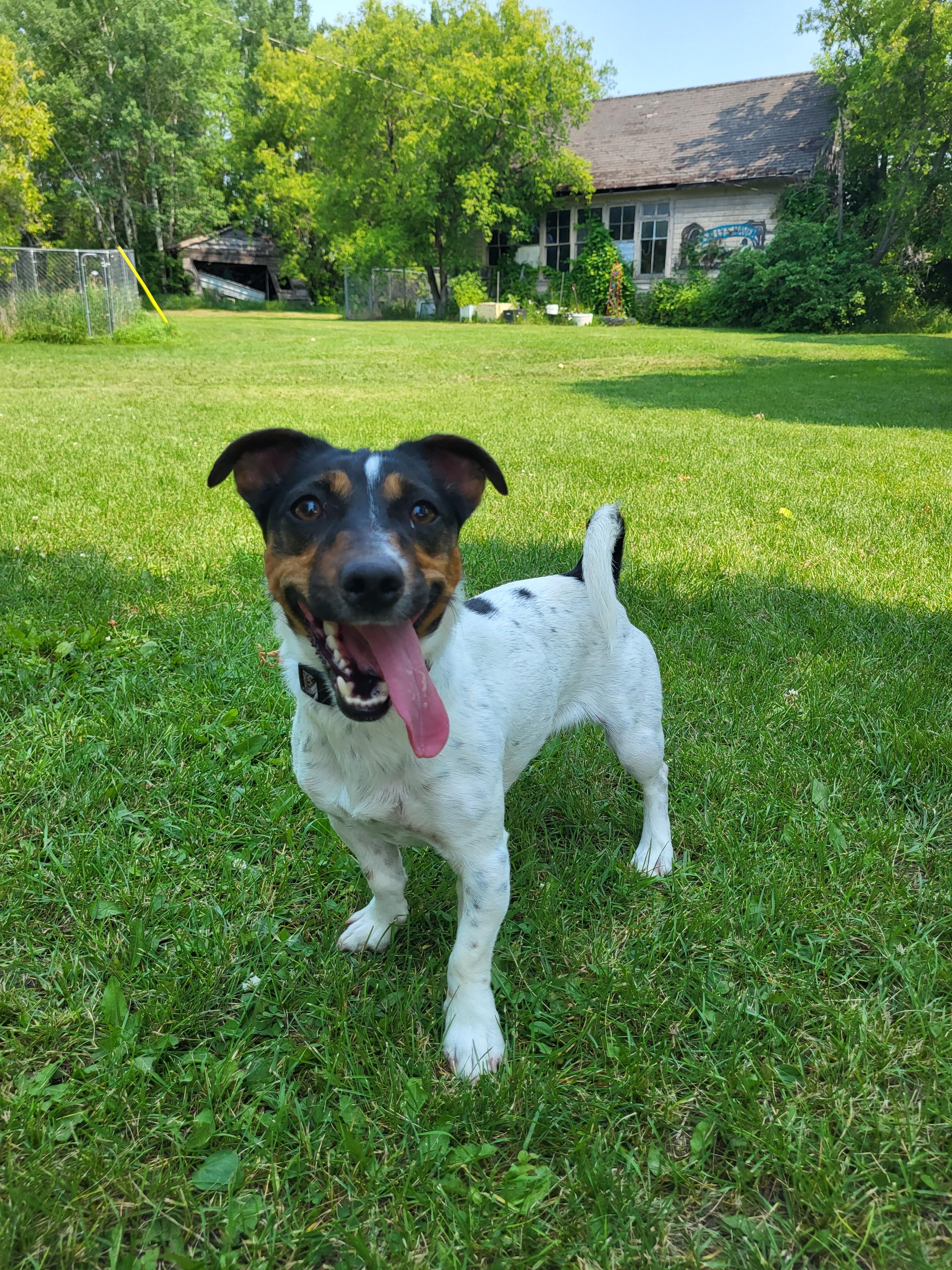 Enlarge Pebbles, a Adopted mixed breed in Winnipeg, MB image 2/4