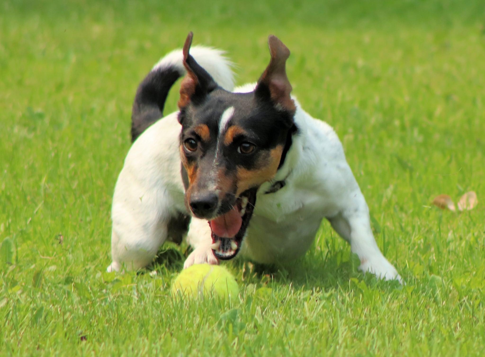 Pebbles, Adopted, Adult Female Jack Russell Terrier.