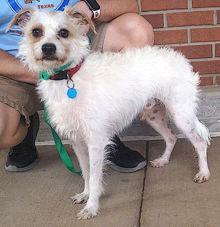 Charlie, Adoptable, Adult Male Jack Russell Terrier.