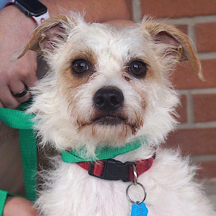 Enlarge Charlie, a Adoptable mixed breed in Carrollton, TX image 2/2