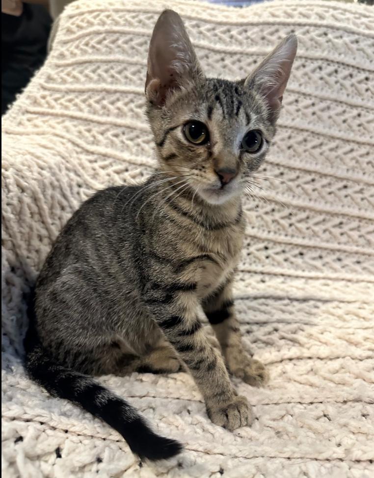 Enlarge Pedro, a Adoptable Domestic Short Hair in Wellington, FL image 1/2