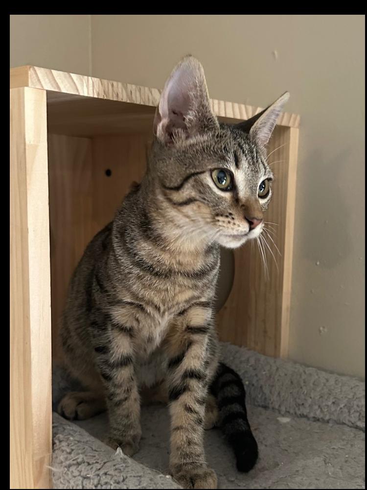 Enlarge Pedro, a Adoptable Domestic Short Hair in Wellington, FL image 2/2