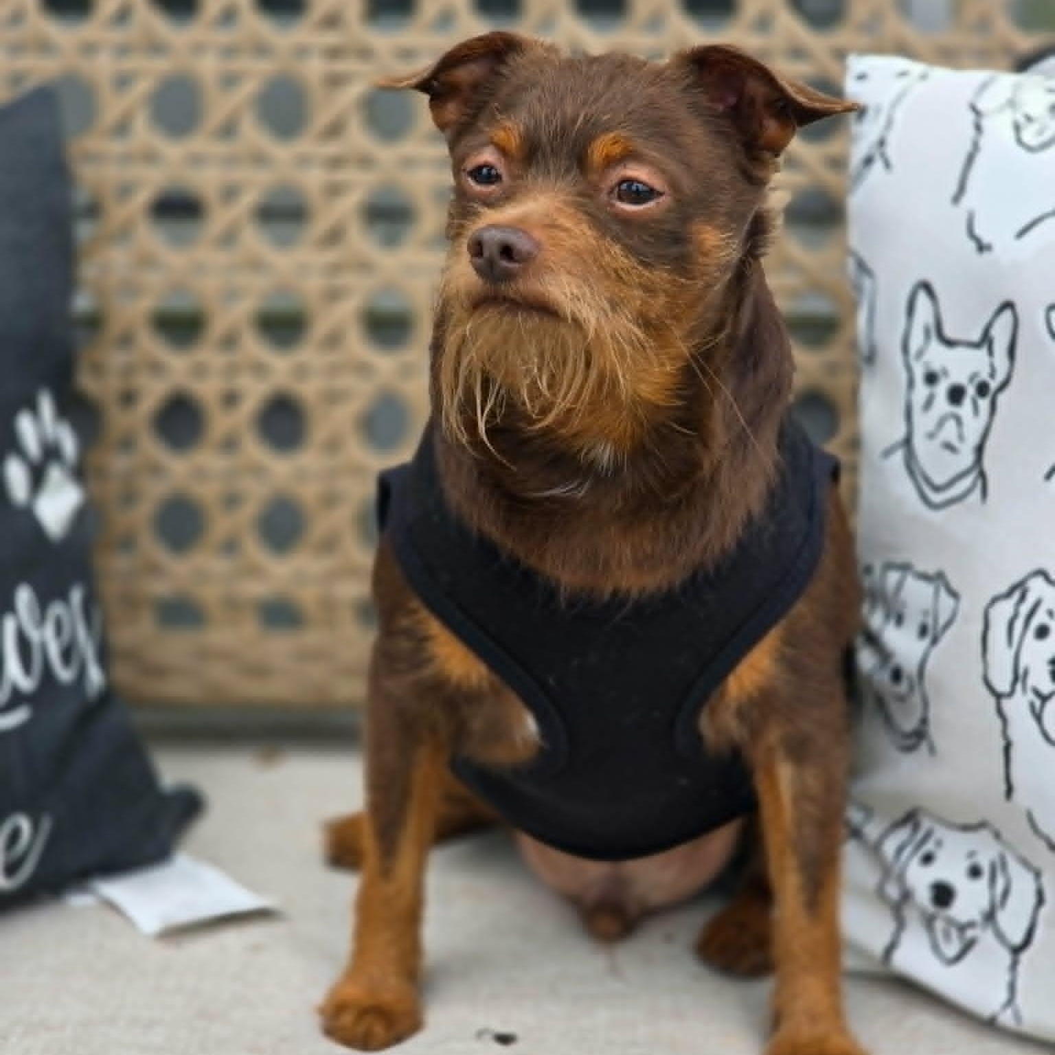 Lorax, adopted, Adult Male Chihuahua & Brussels Griffon.