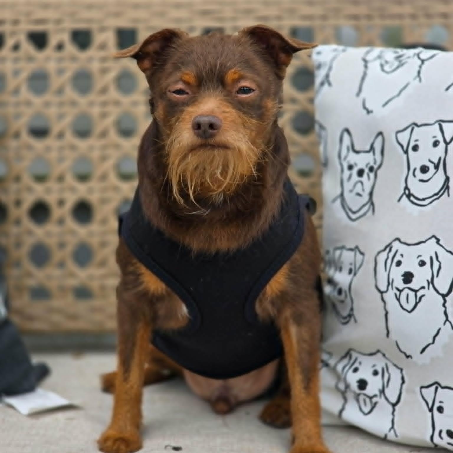 Lorax, an adopted mixed breed in Effingham, IL image 2/3