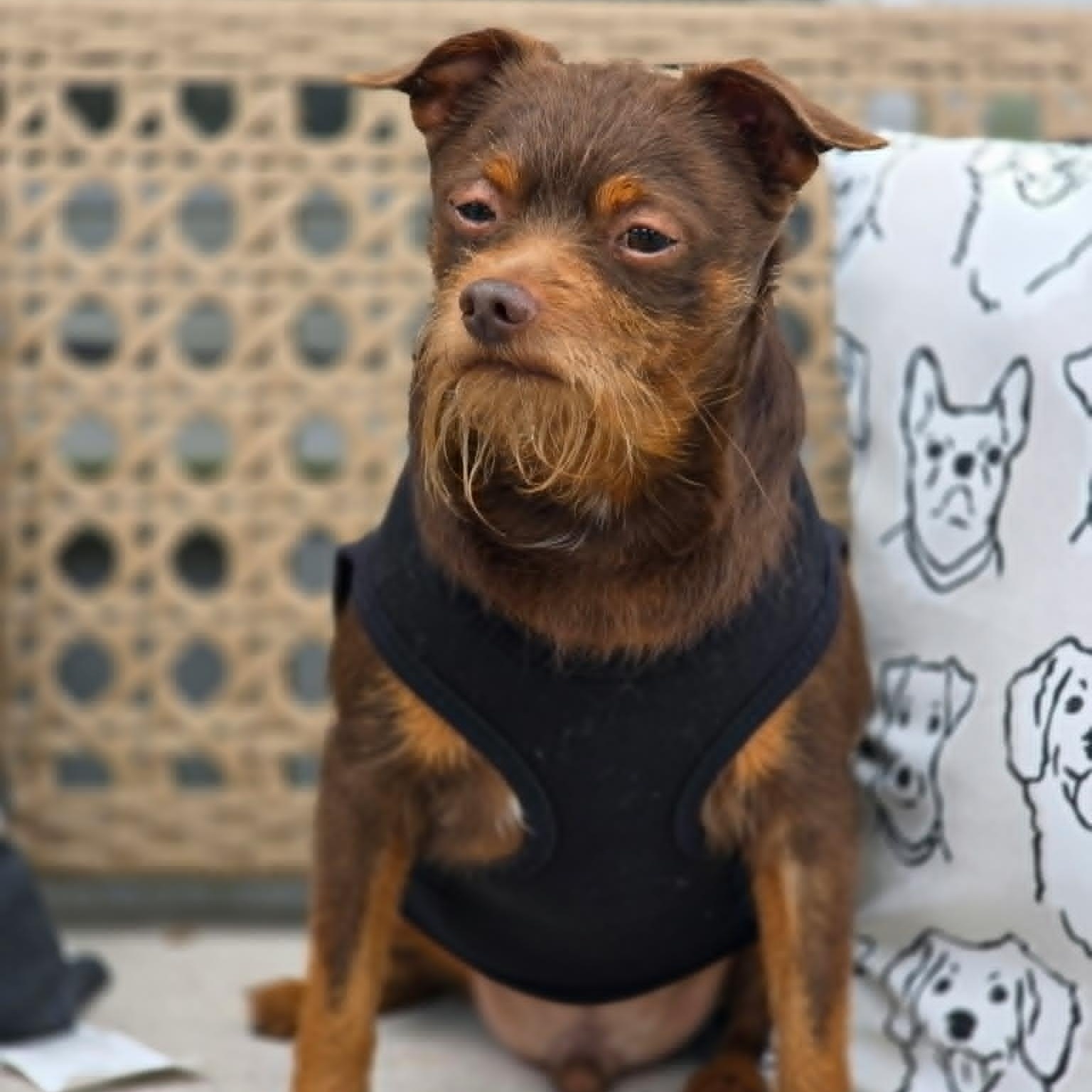 Lorax, an adopted mixed breed in Effingham, IL image 3/3