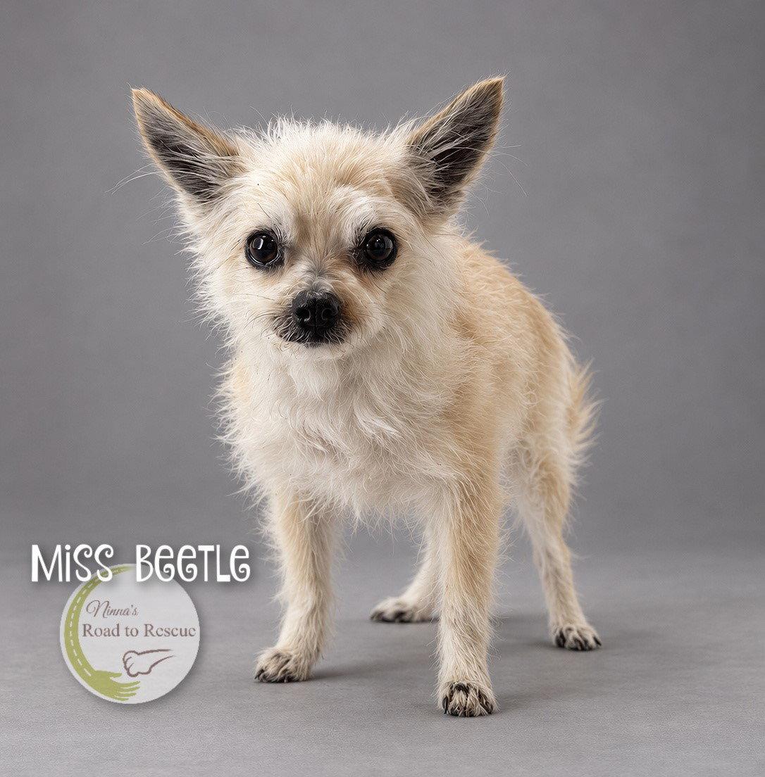 Miss Beetle, Adoptable, Senior Female Pomeranian & Chihuahua.