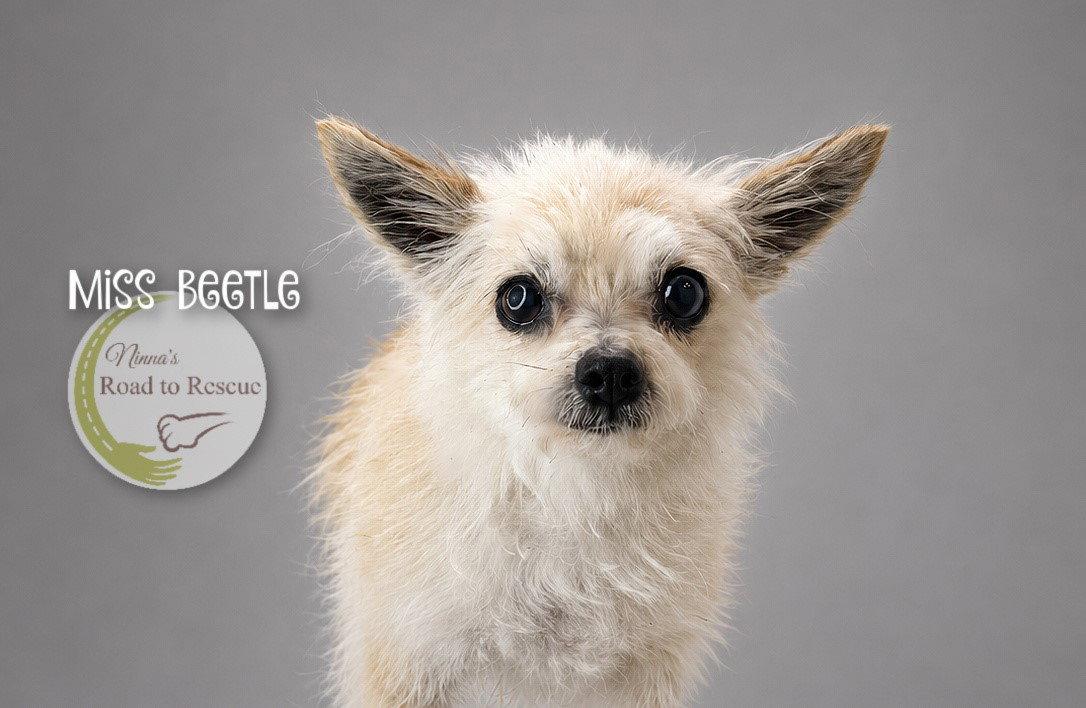 Enlarge Miss Beetle, a Adoptable mixed breed in Benton, LA image 2/2