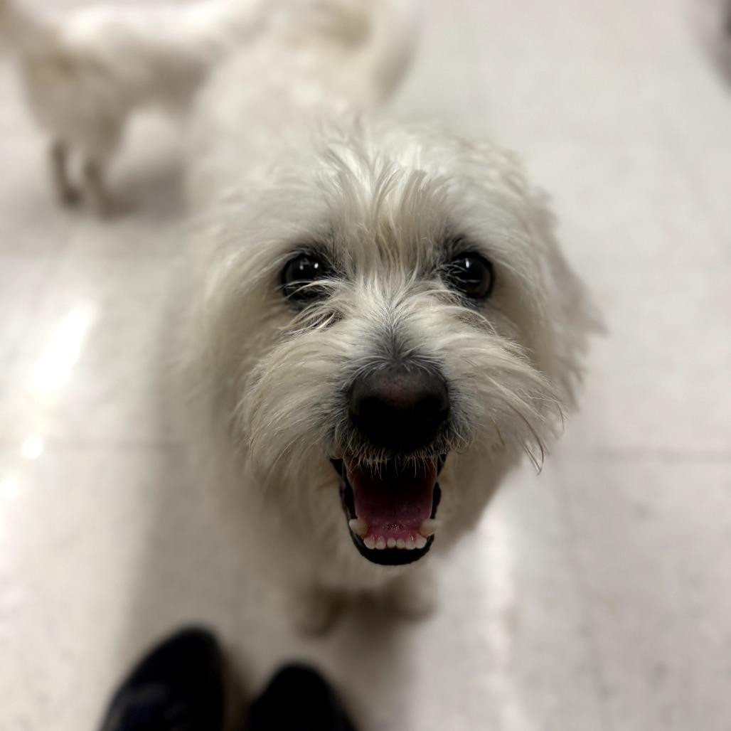 Ace, a Adoptable mixed breed in Fresno, CA image 1/3