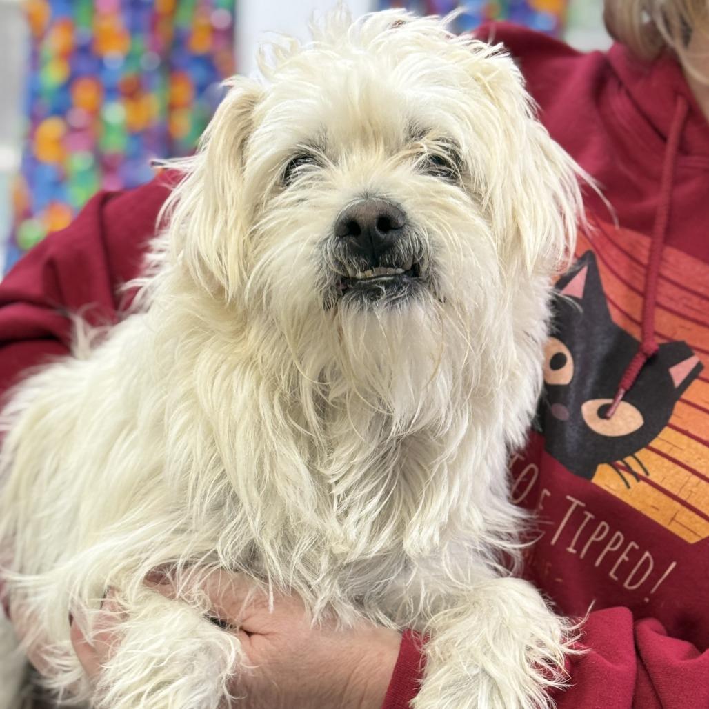 Ace, a Adoptable mixed breed in Fresno, CA image 2/3