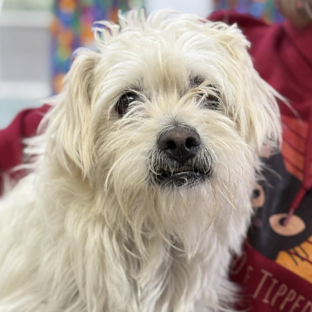 Ace, a Adoptable mixed breed in Fresno, CA image 3/3