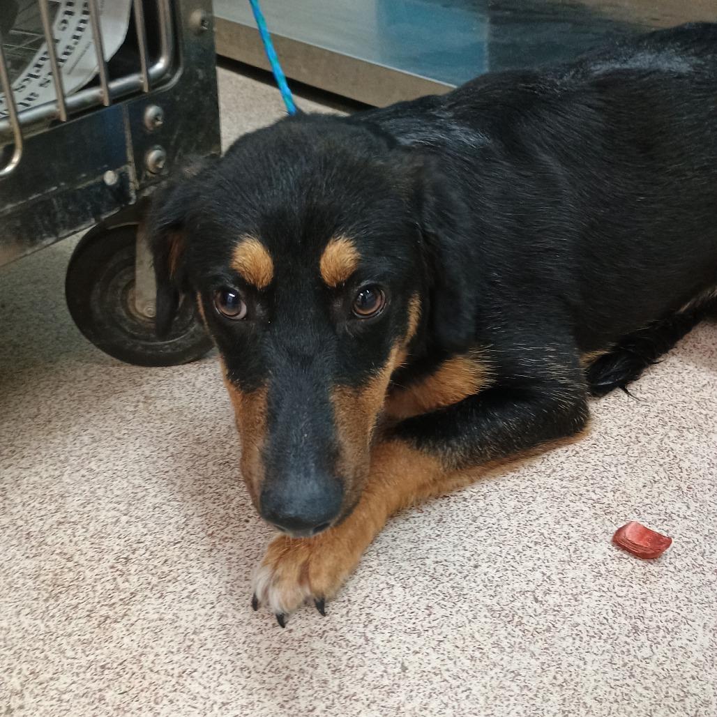 Staely, Adoptable, Puppy Male Mixed Breed.