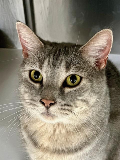 Enlarge Miranda- #49744, a ADOPTABLE Domestic Medium Hair in Columbia, MD image 1/1