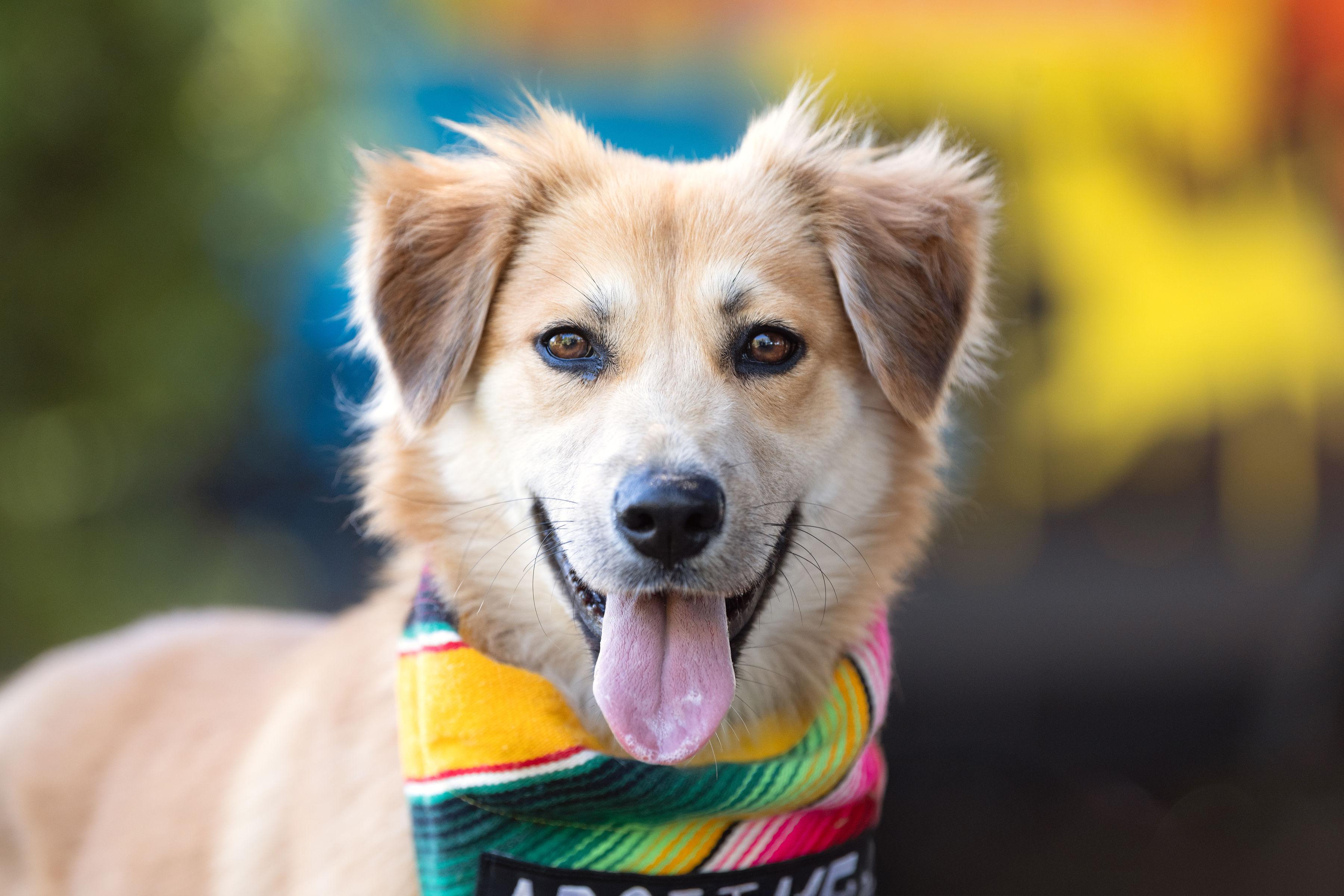 Enlarge Bonita, an adopted mixed breed in Santa Rosa, CA image 1/3