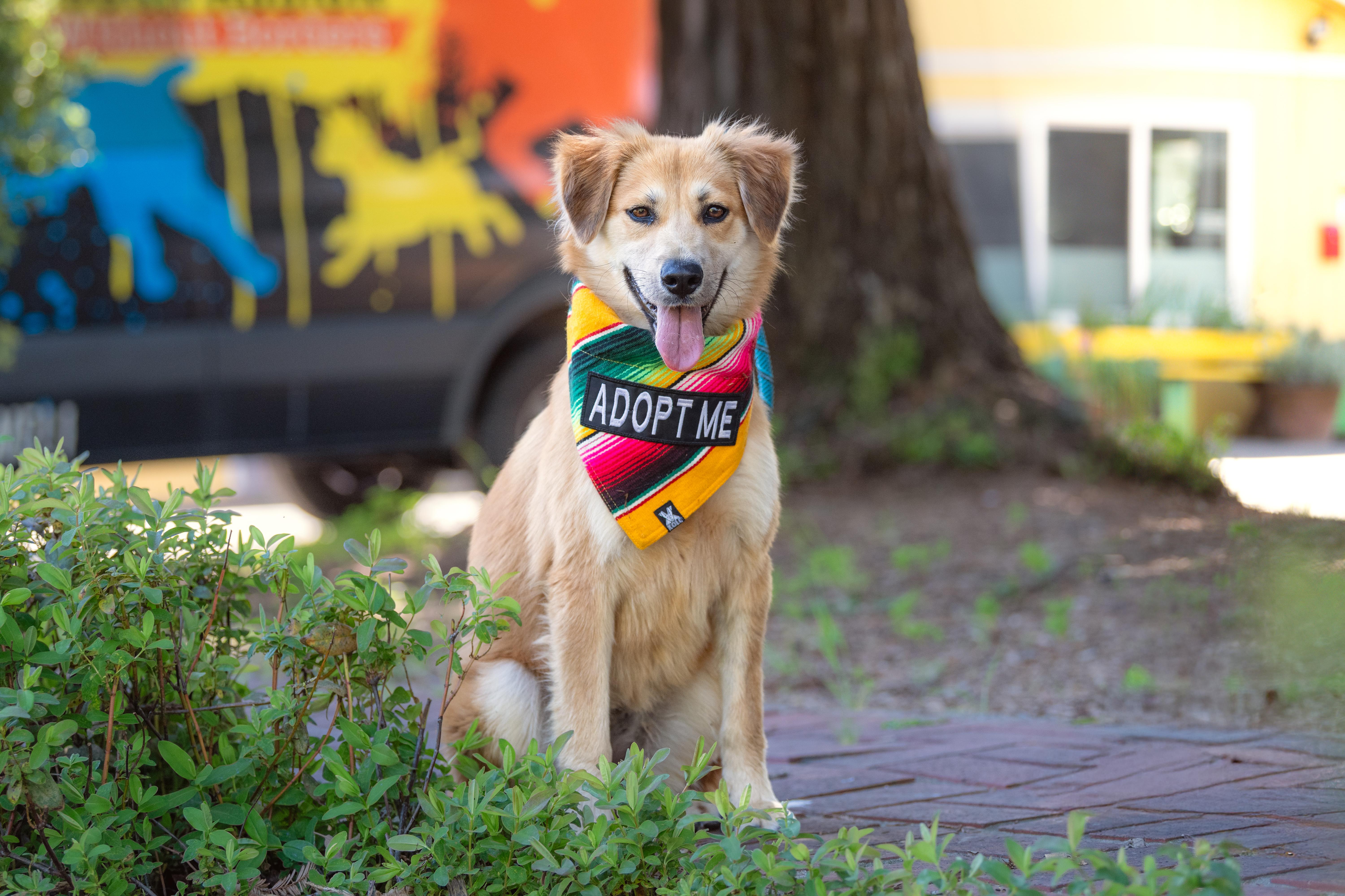 Enlarge Bonita, an adopted mixed breed in Santa Rosa, CA image 3/3