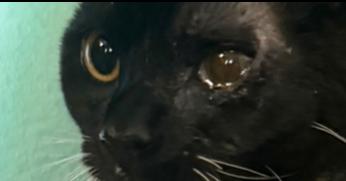 Rustic, Adoptable, Kitten Female Domestic Short Hair.